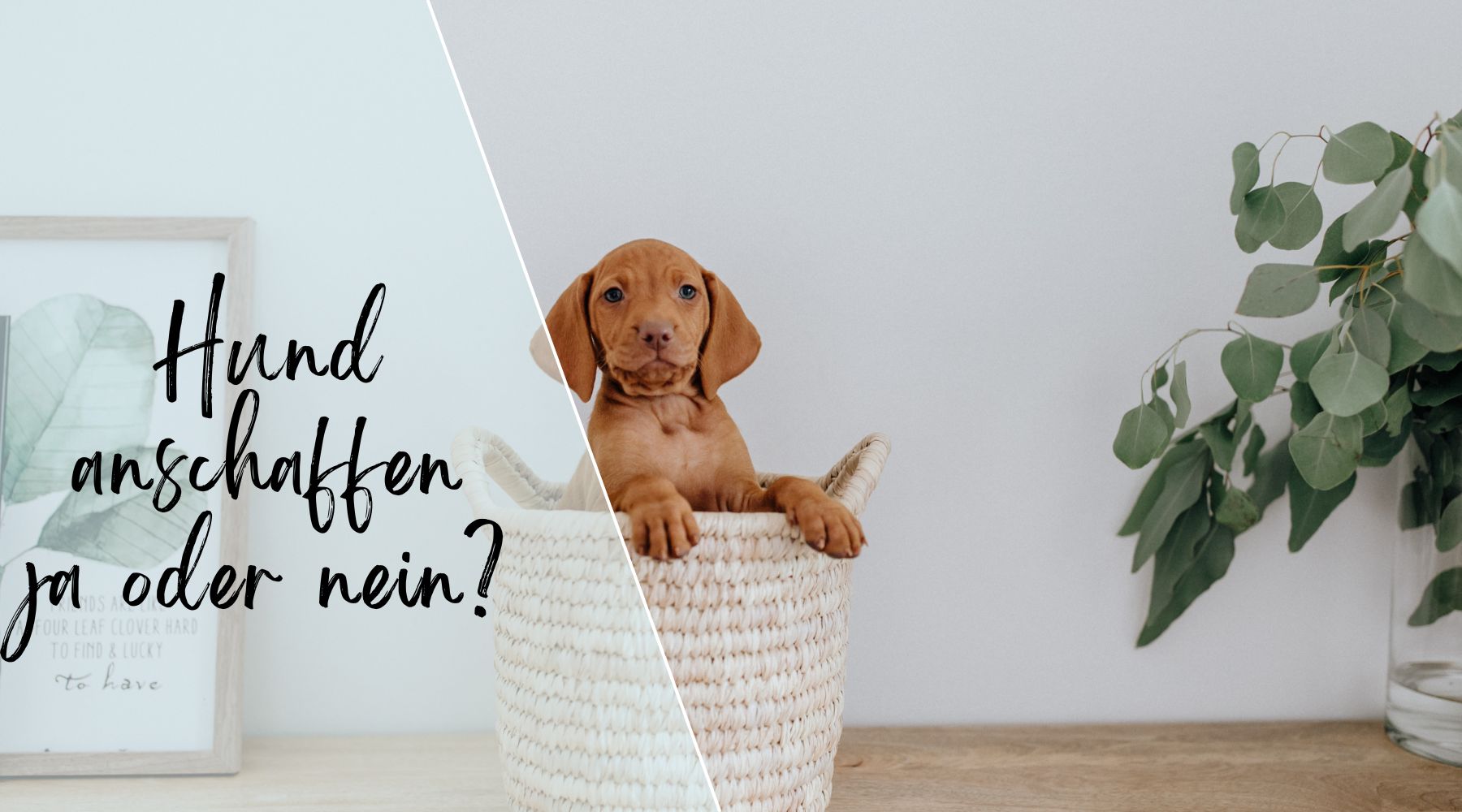 Hund anschaffen
