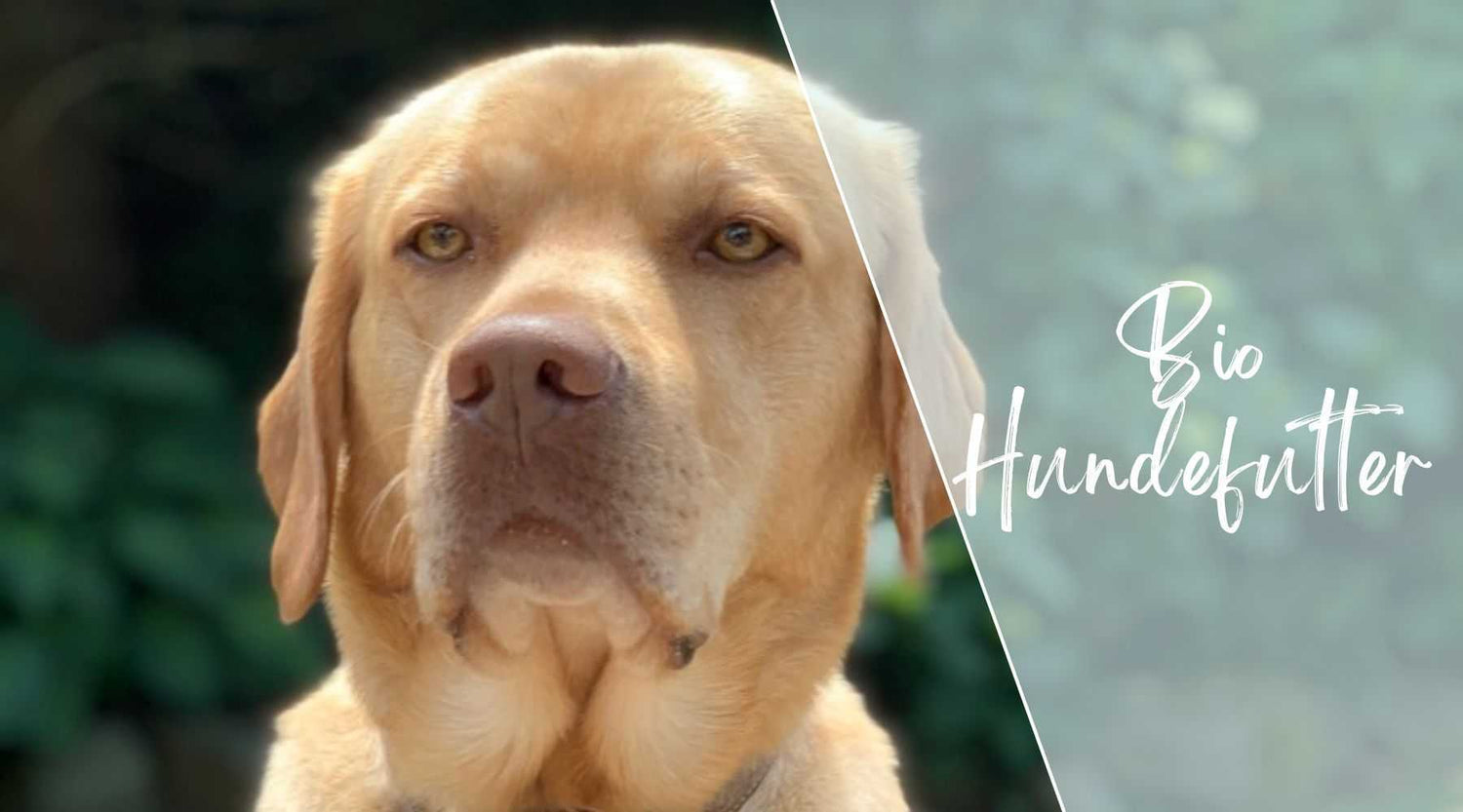 Bio Hundefutter Alpenwuff Ratgeber