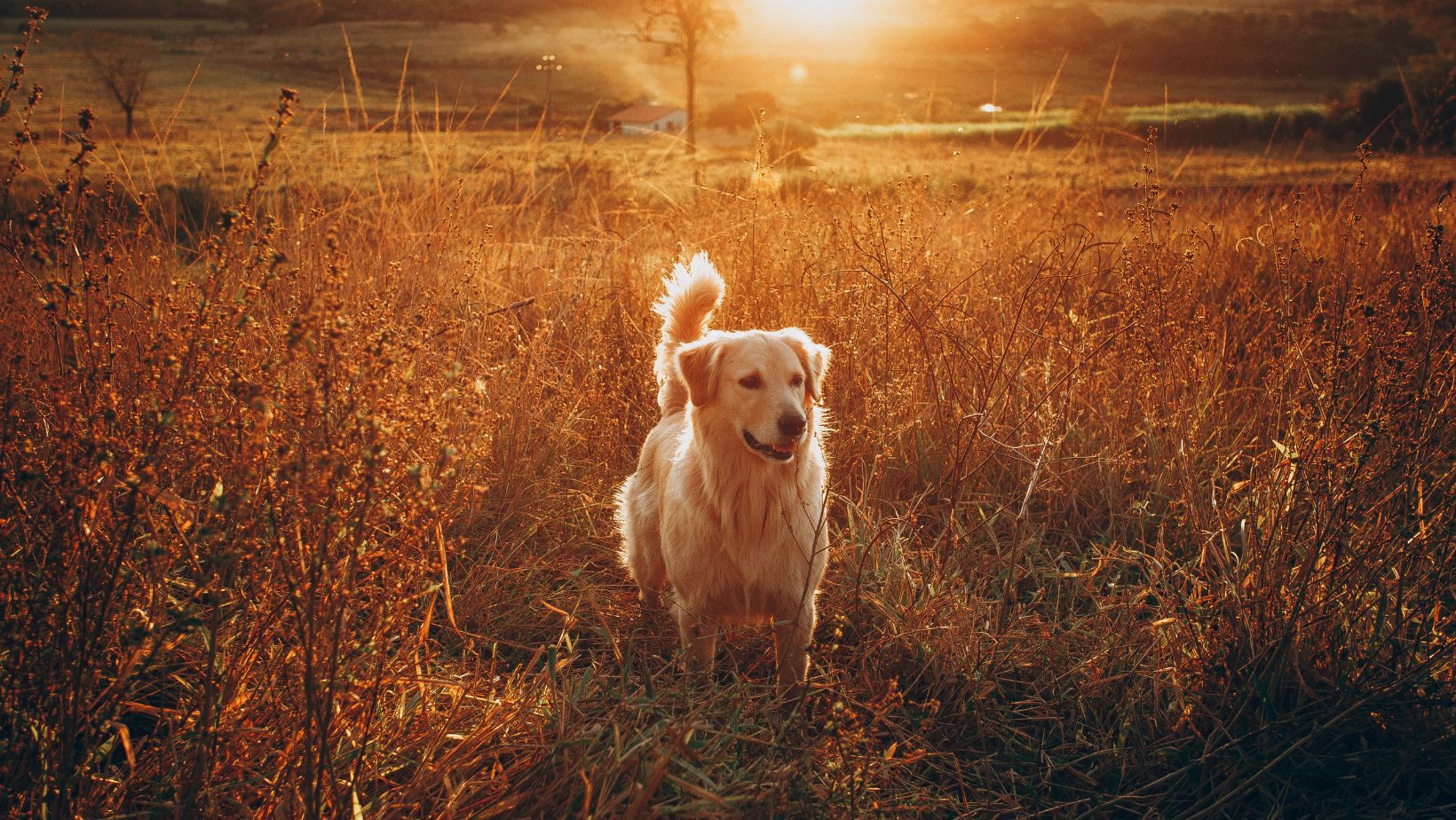 verhalten und ernährung hund