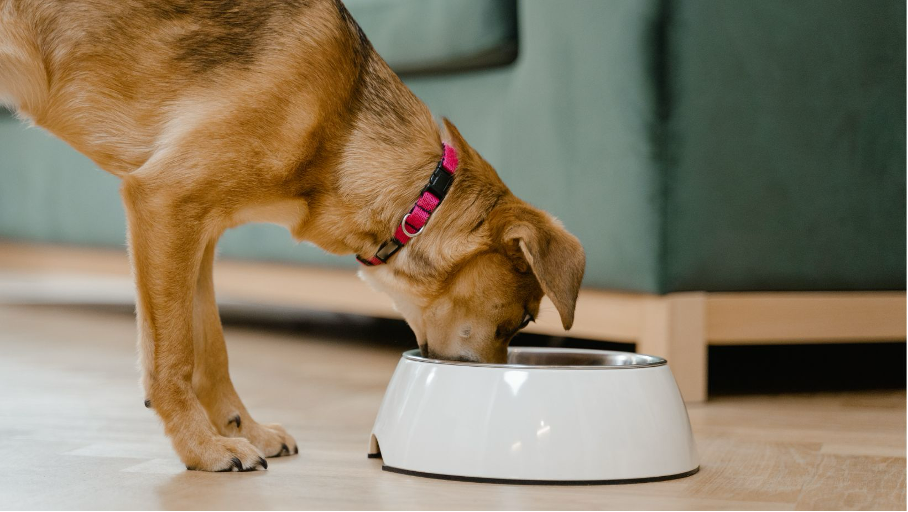 Bio Nassfutter fr Hunde