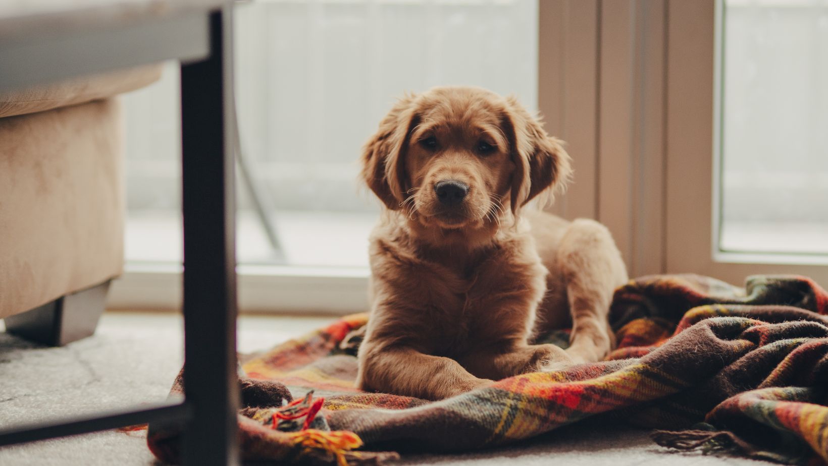 Hundekauf