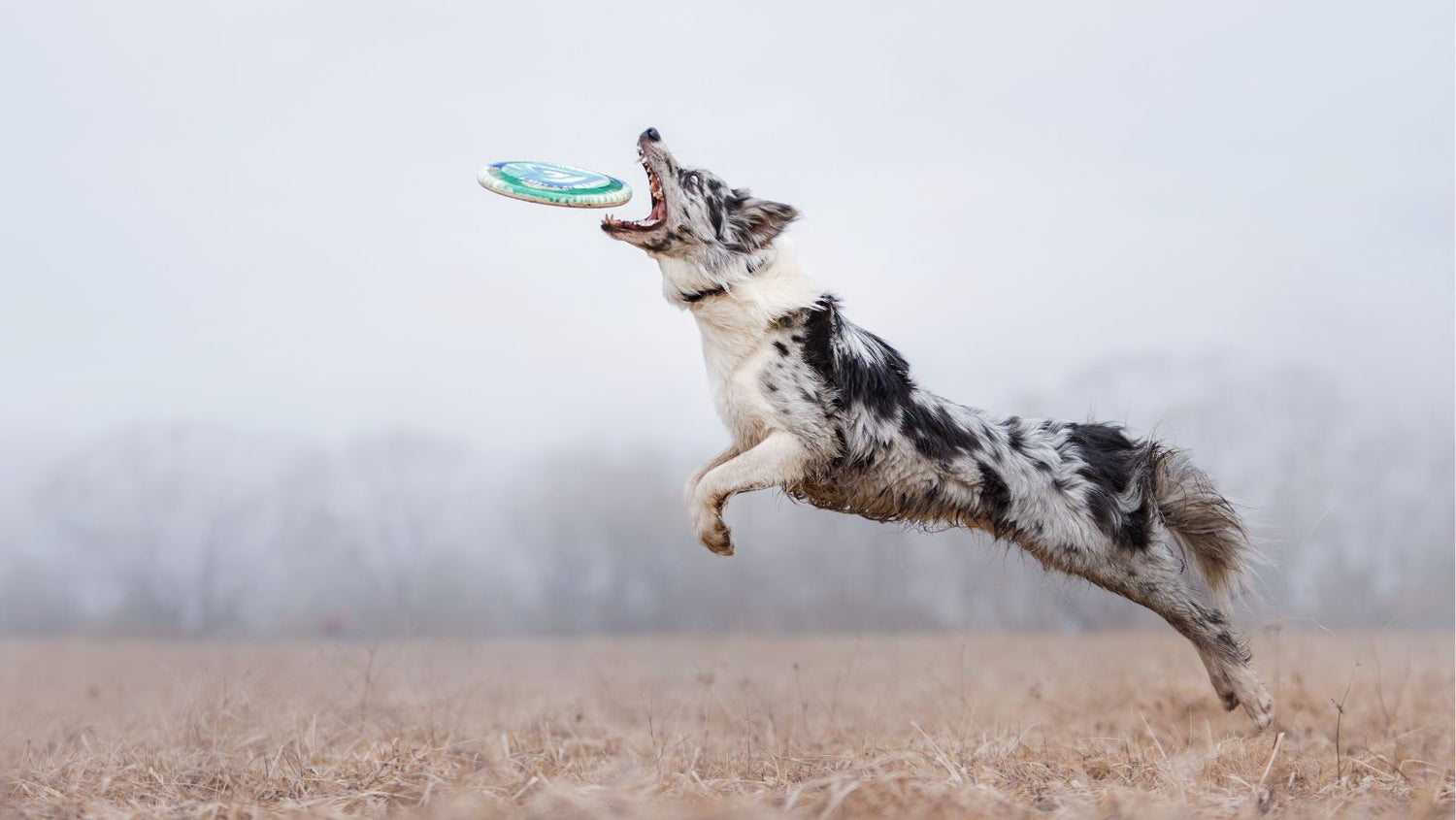Hyperaktivität beim Hund  und Ernährung Alpenwuff