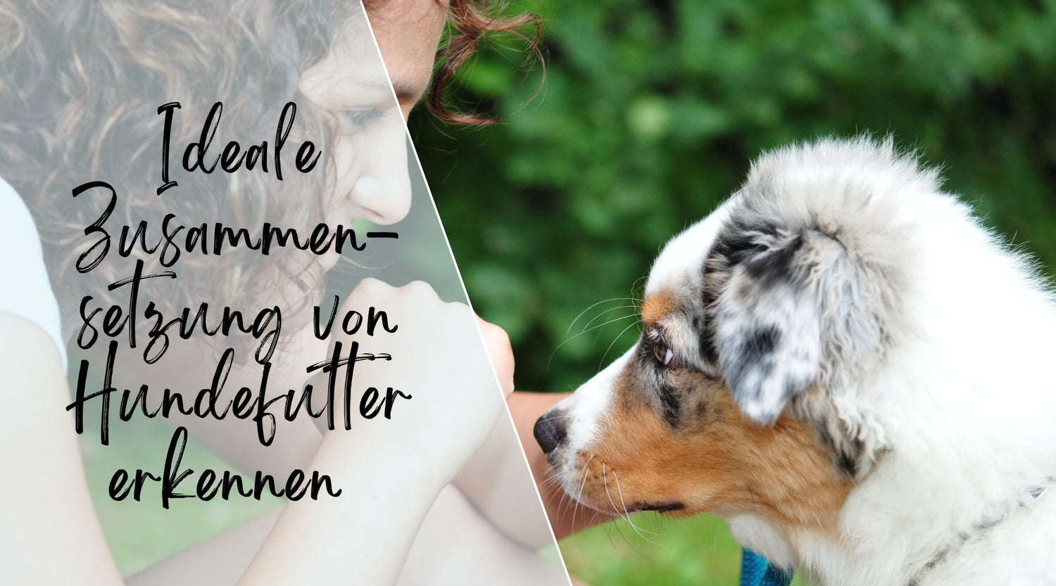 ideale zusammensetzung hundefutter
