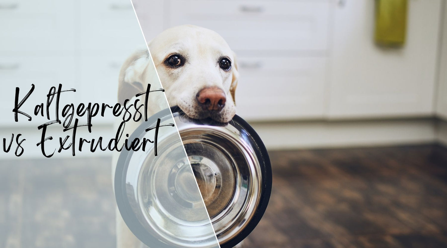 Hundefutter: kaltgepresst oder extrudiert
