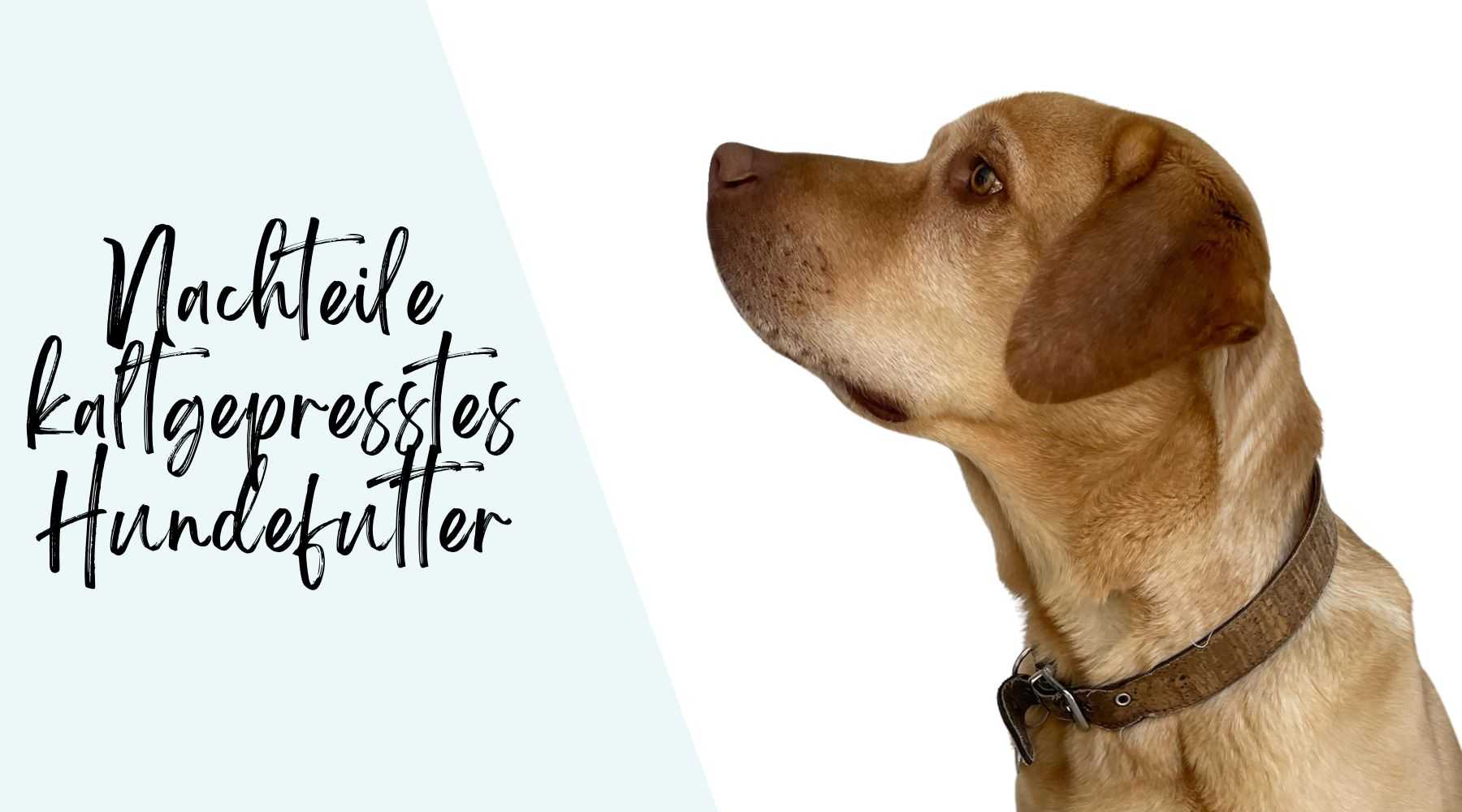 Nachteile kaltgepresstes Hundefutter I Alpenwuff Ratgeber