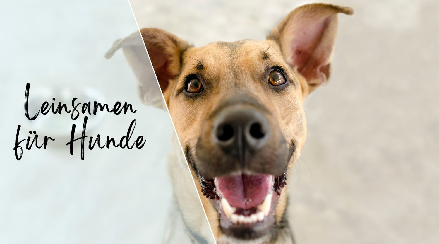 Leinsamen für Hunde Alpenwuff Ratgeber