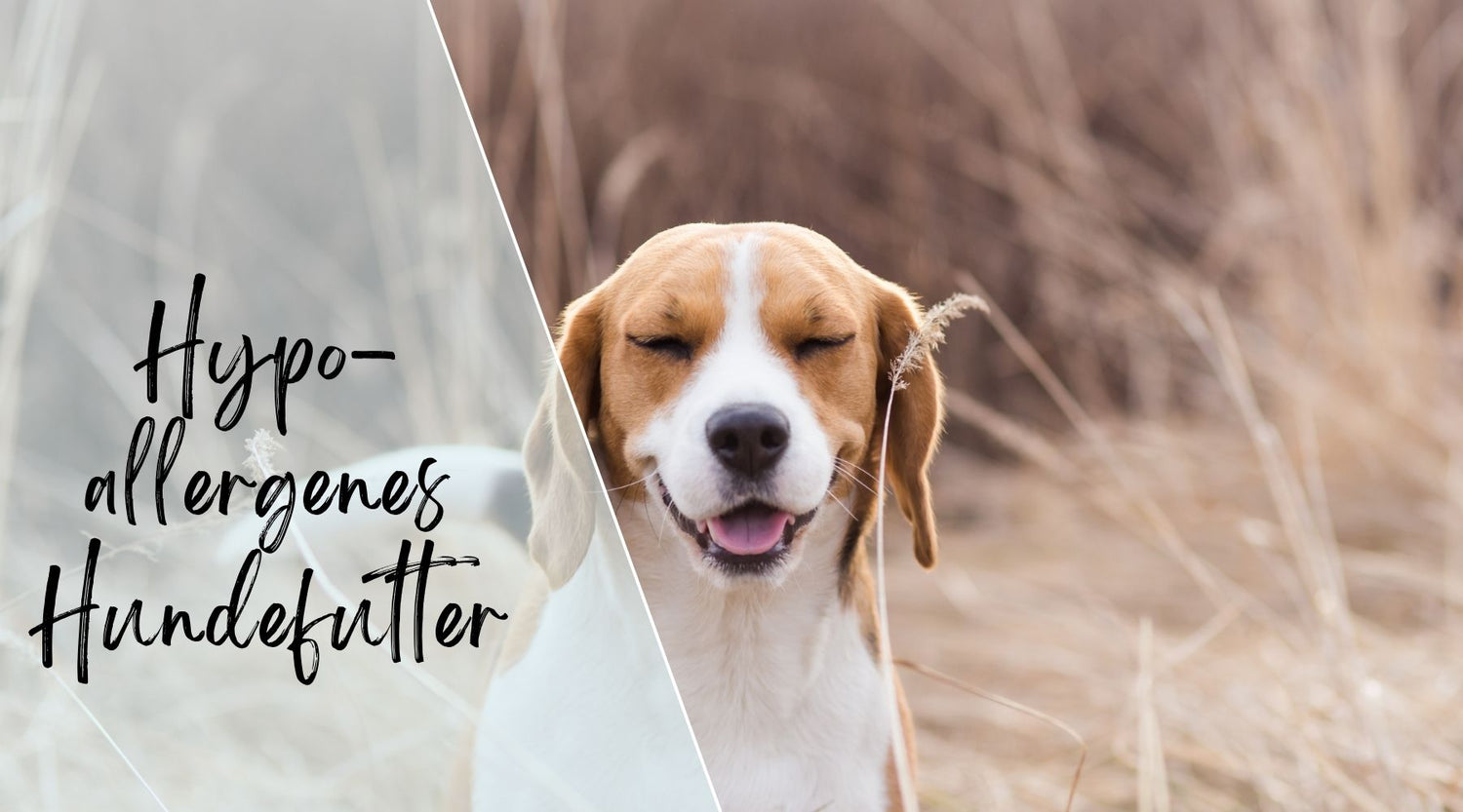 hypoallergenes hundefutter