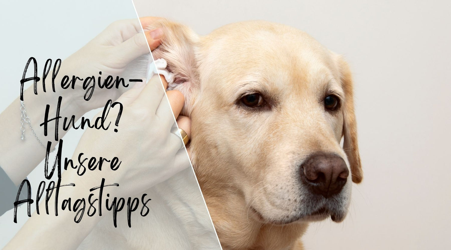 Allergien Hund Alltags Tipps