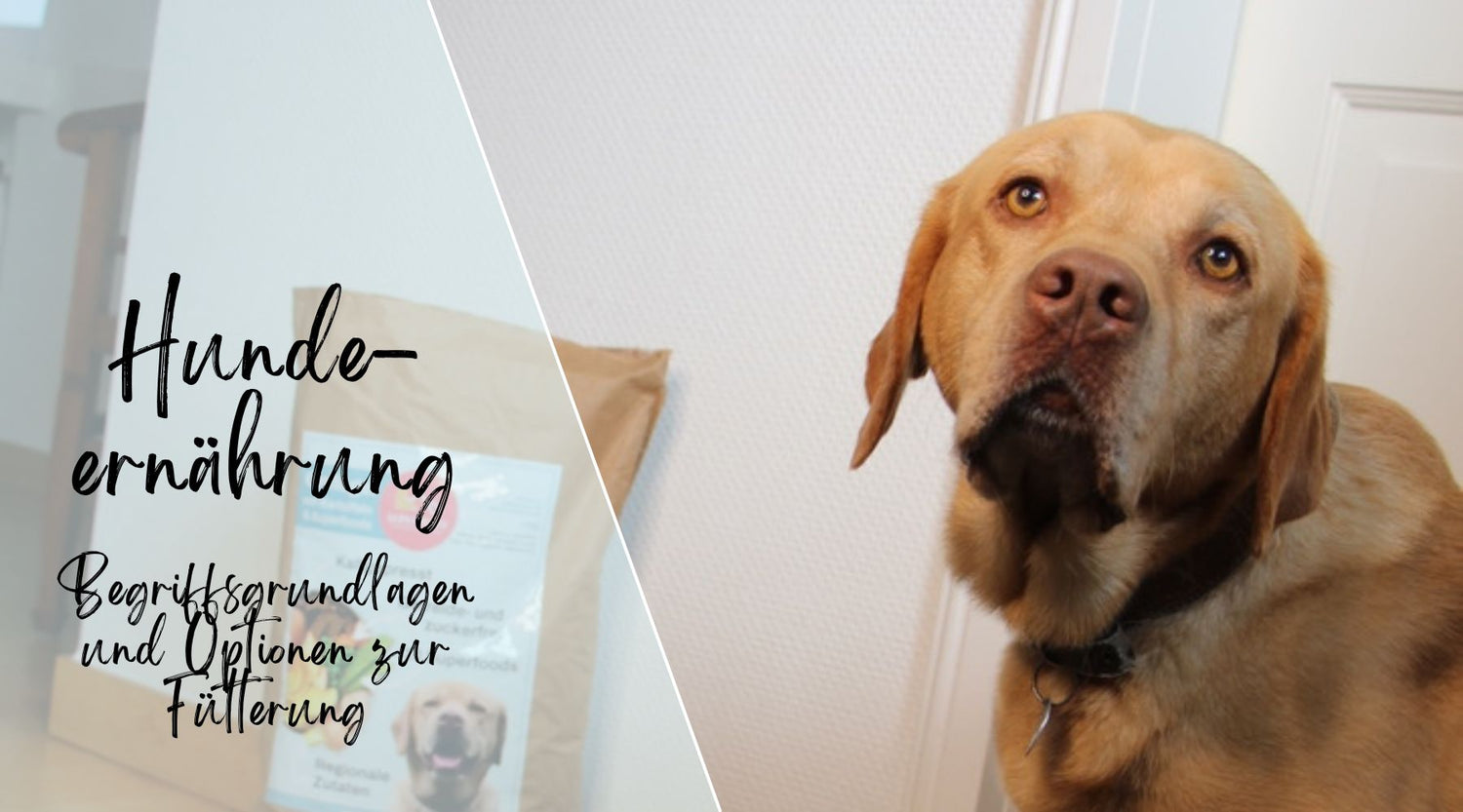 Hundeernährung - Begriffsgrundlagen und Optionen zur Fütterung