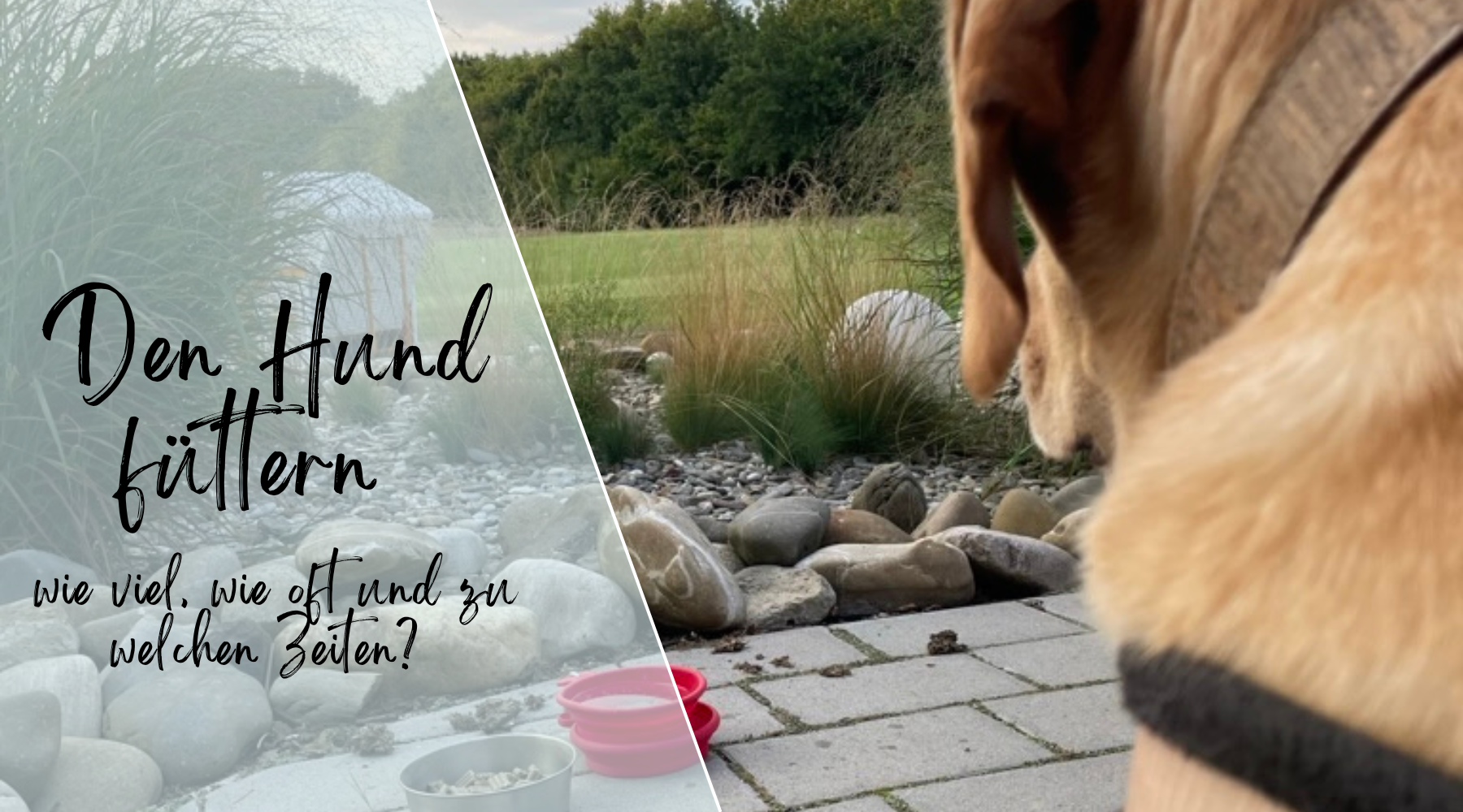 Den Hund füttern - wie viel, wie oft und zu welchen Zeiten?