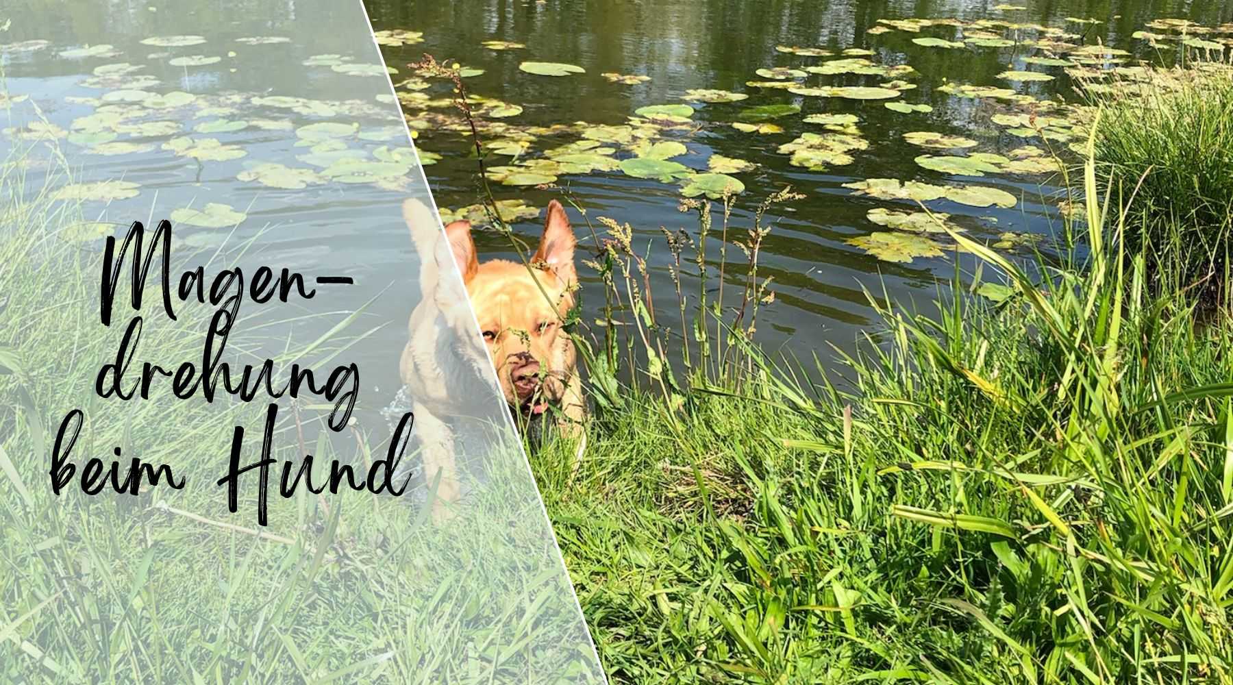 Magendrehung beim Hund Alpenwuff Ratgeber