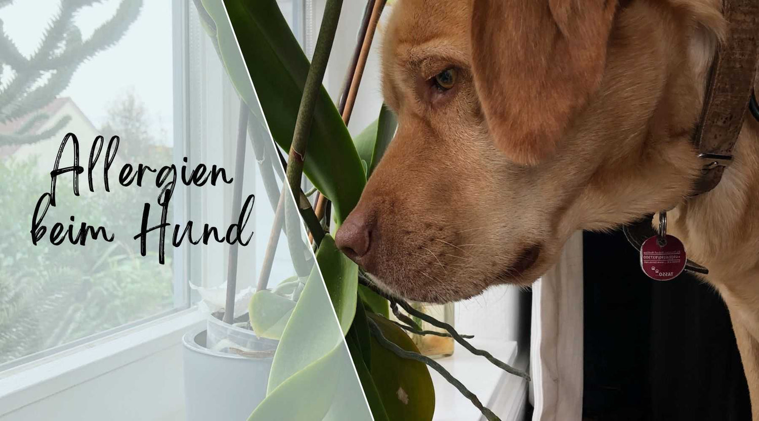 Allergien beim Hund Alpenwuff