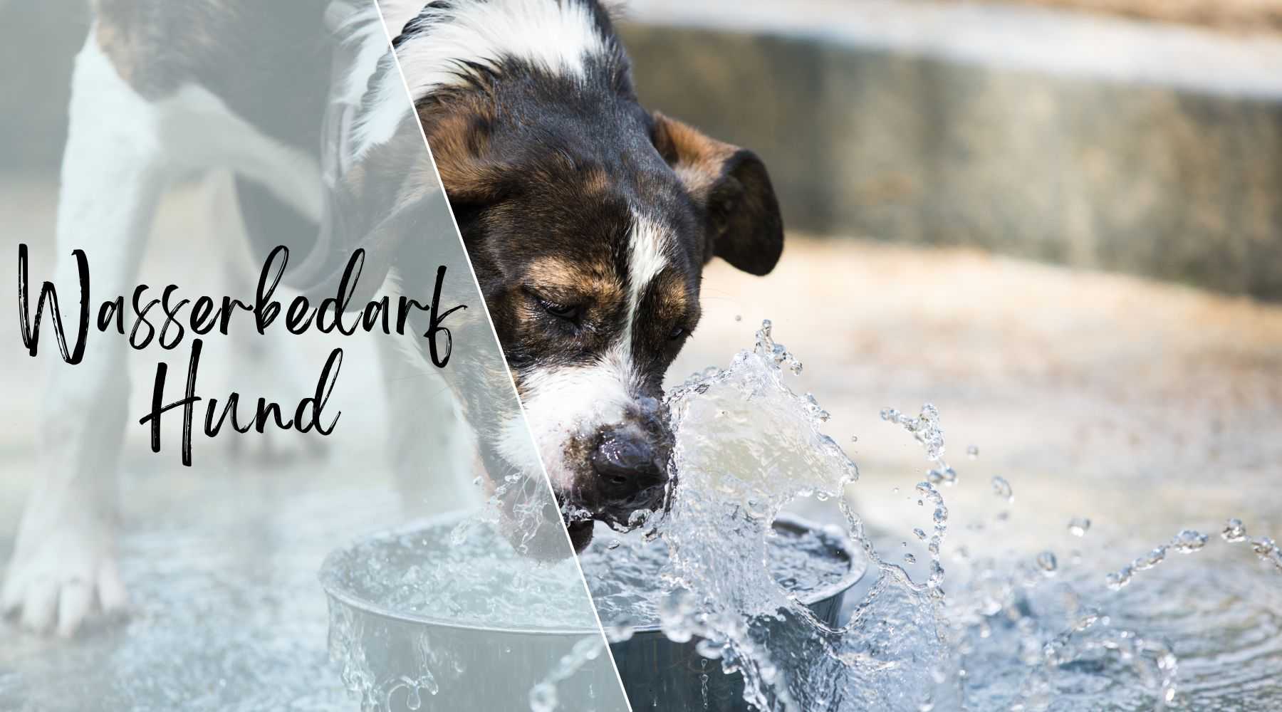 Wasserbedarf beim Hund Alpenwuff Ratgeber