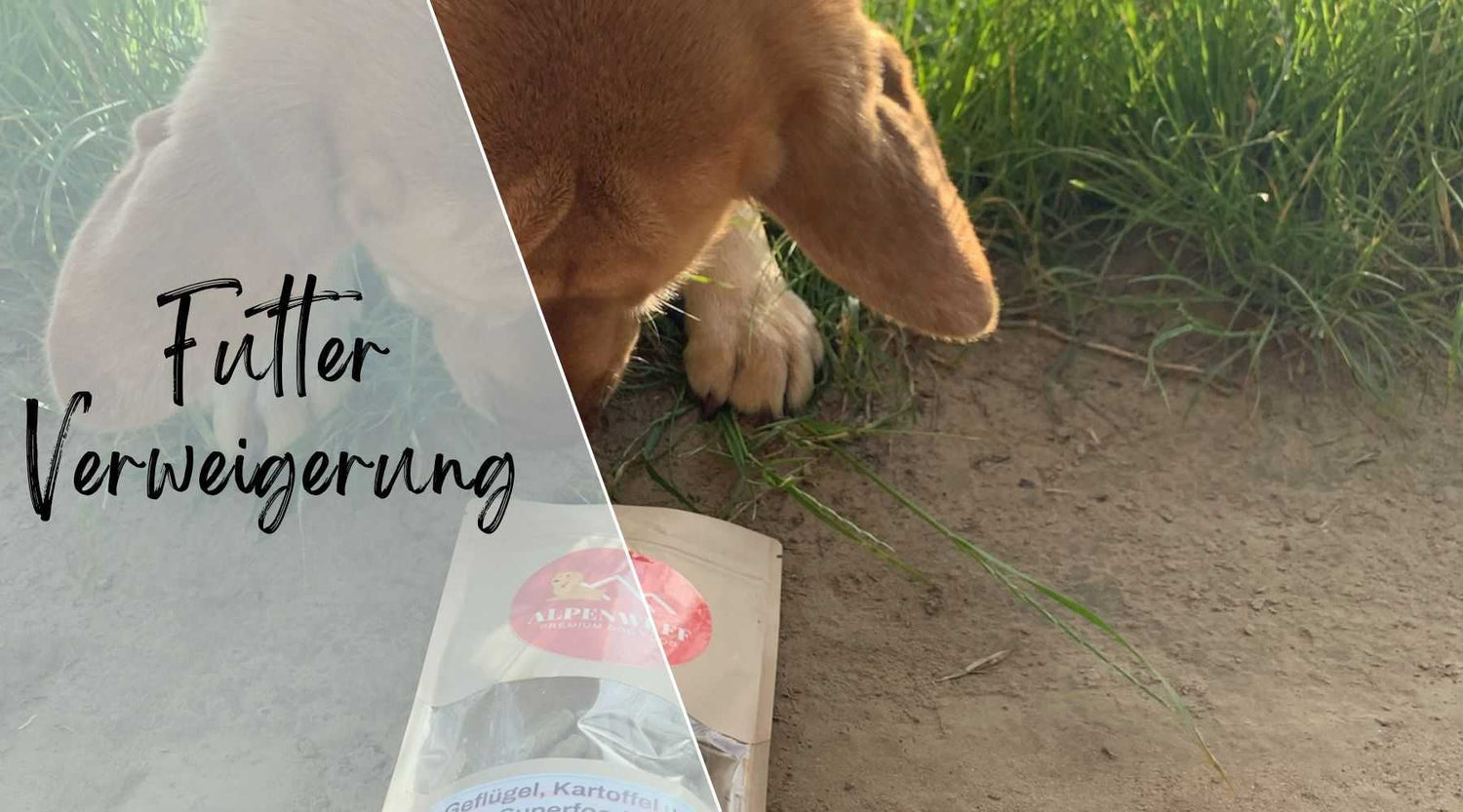 Hund frisst nicht Alpenwuff Ratgeber