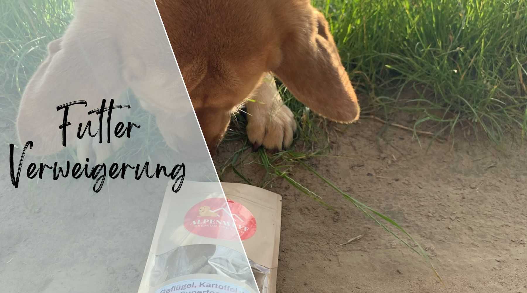 Hund frisst nicht Alpenwuff Ratgeber