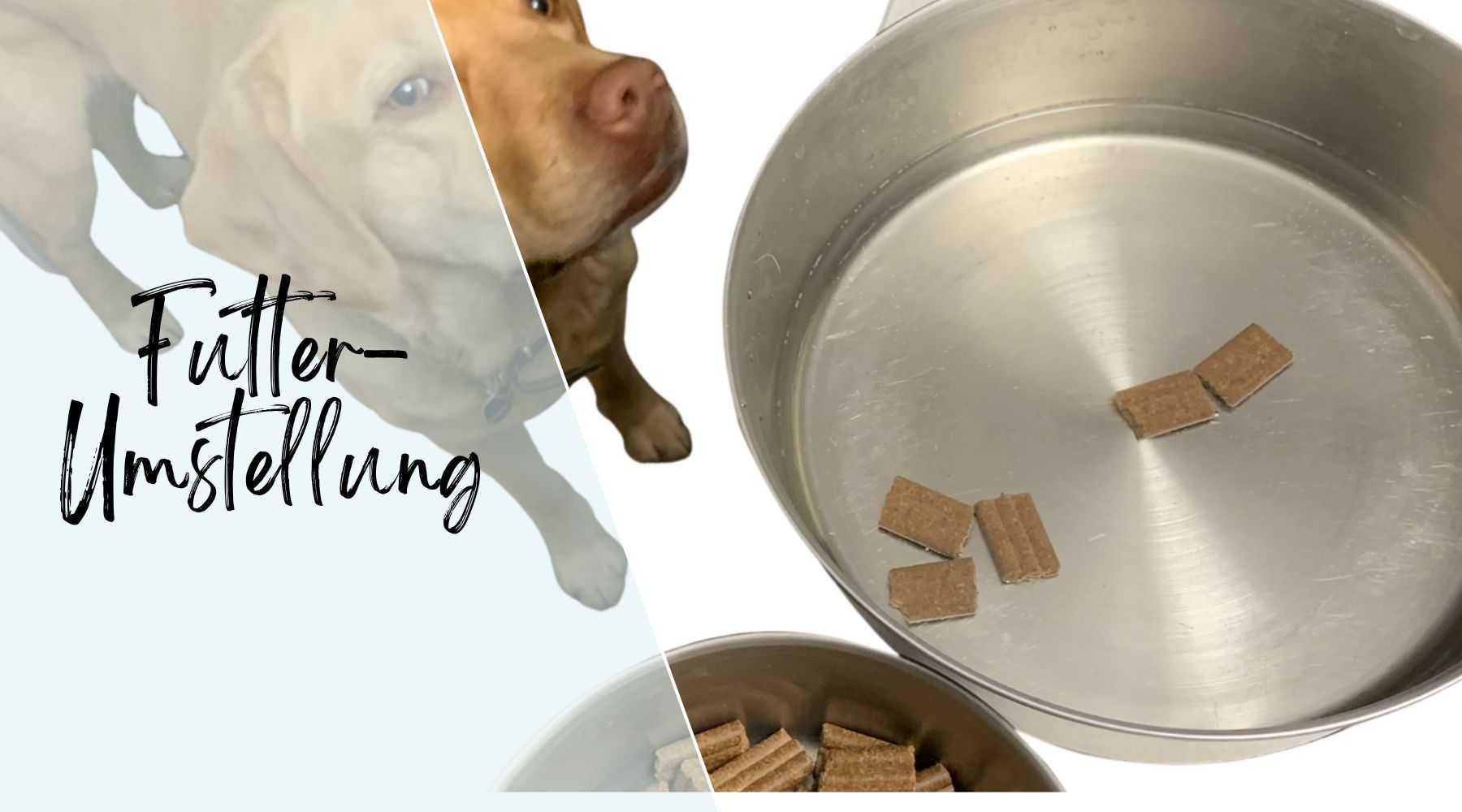 Futterumstellung Hund Alpenwuff Ratgeber
