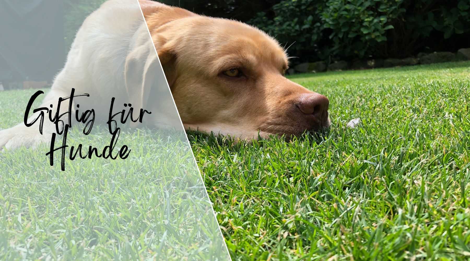 Das ist giftig fr Hunde - 9 verbotene Lebensmittel
