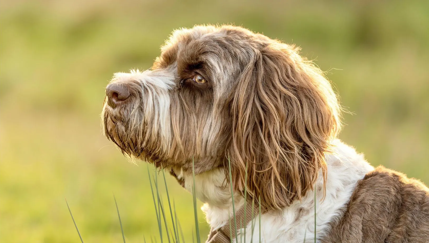 Ohrenentzündung beim Hund