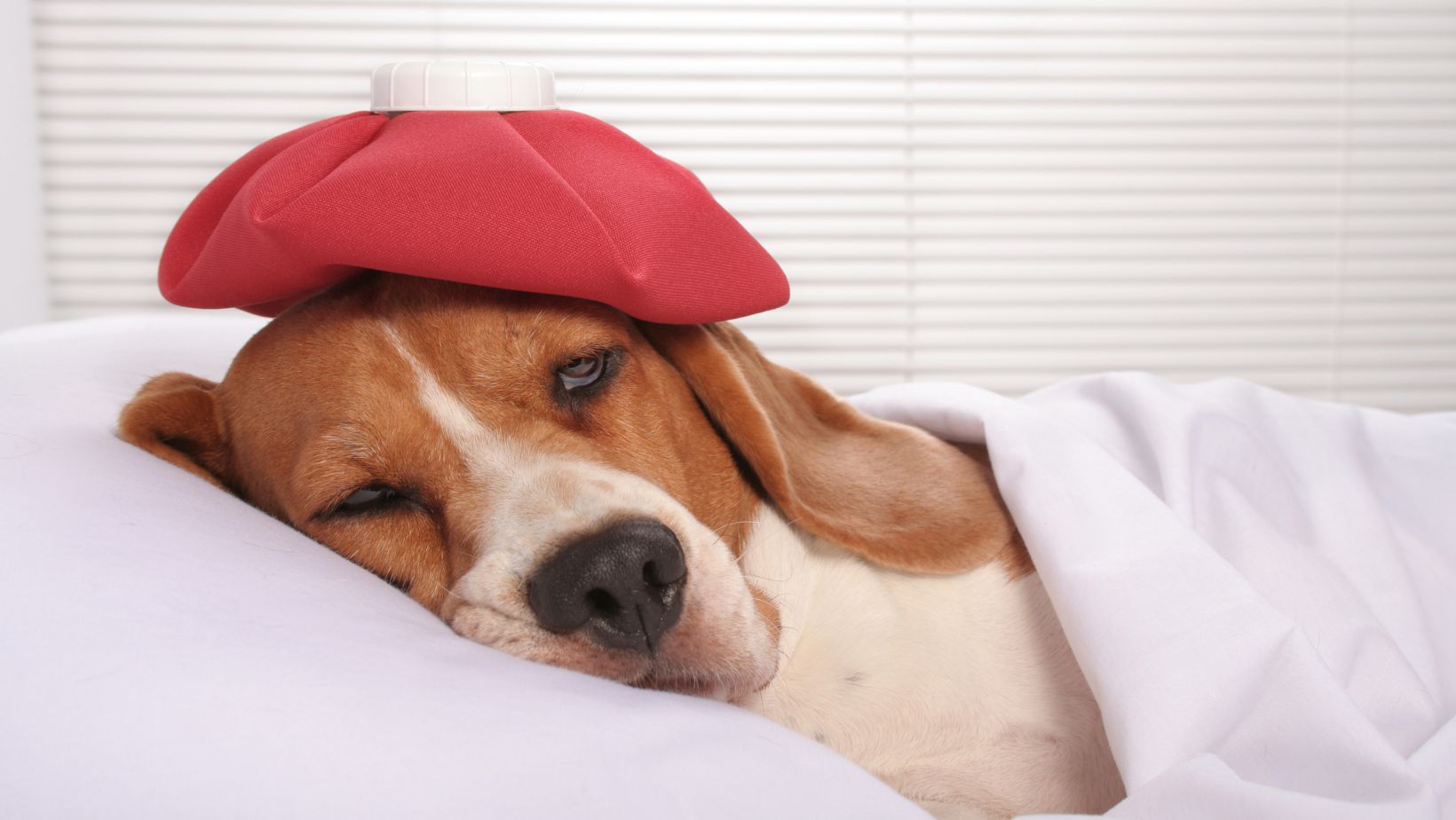 Sodbrennen beim Hund - alpenwuff