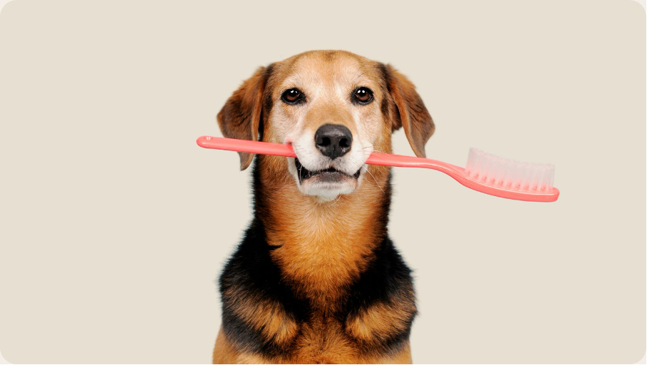 Zahnstein beim Hund Alpenwuff