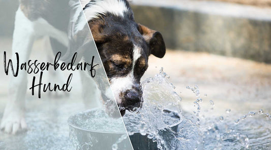 Wasserbedarf beim Hund Alpenwuff Ratgeber