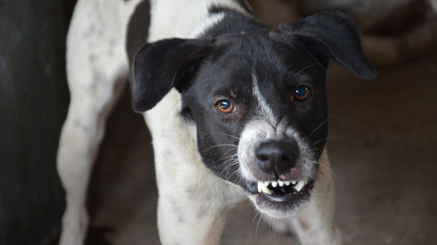 aggression beim hund - alpenwuff ratgeber