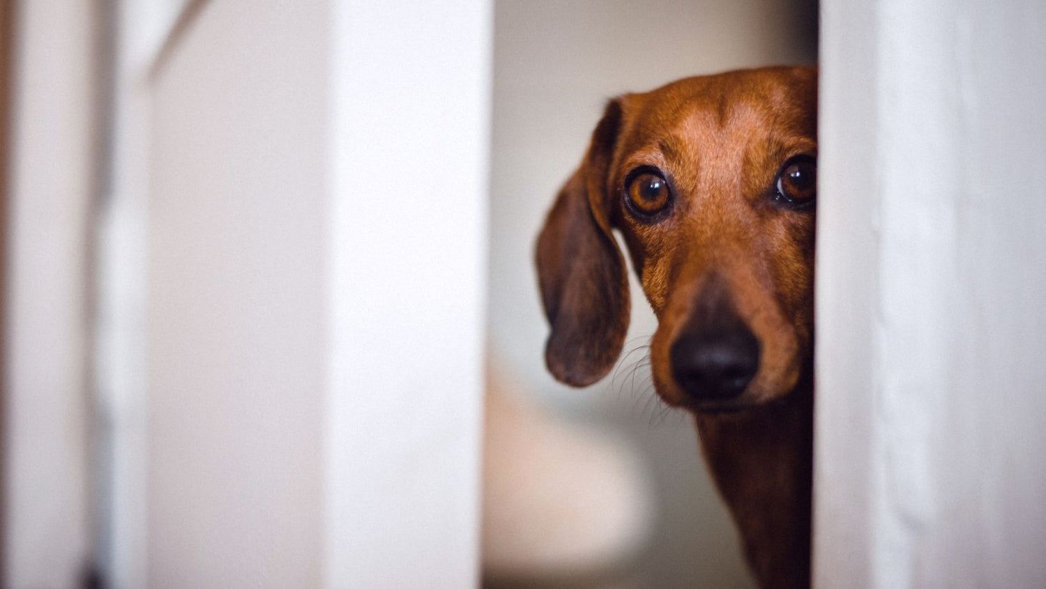 angst beim hund-alpenwuff