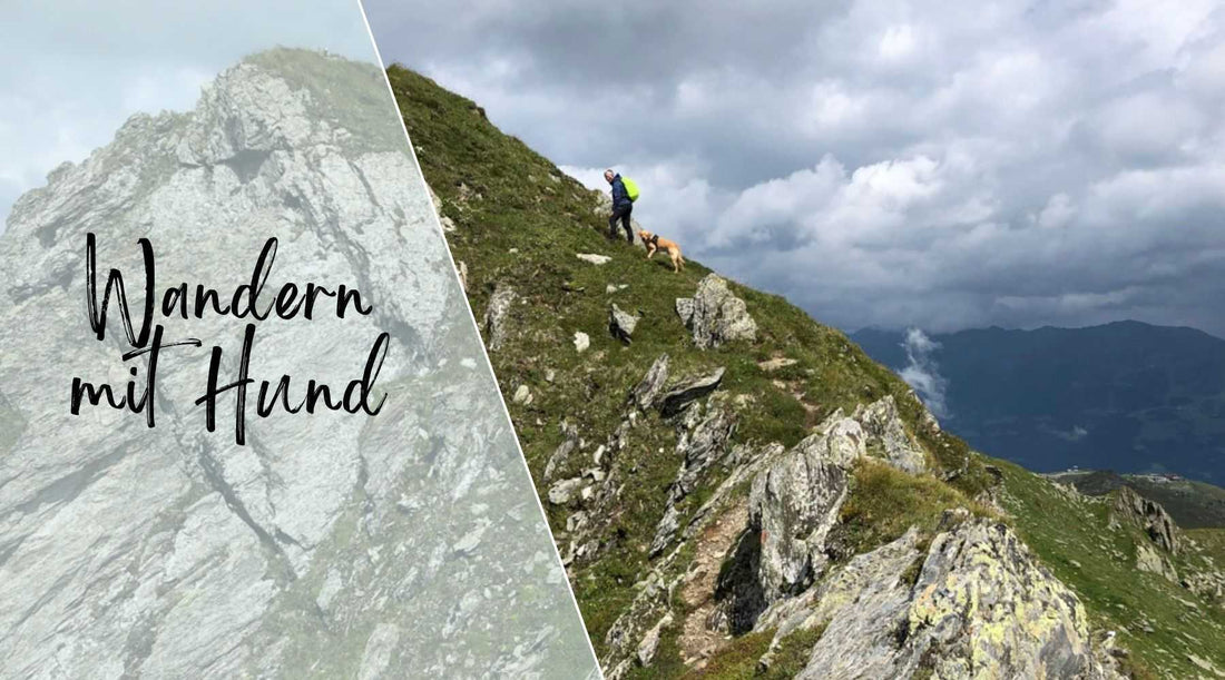 Wandern mit Hund Alpenwuff Ratgeber