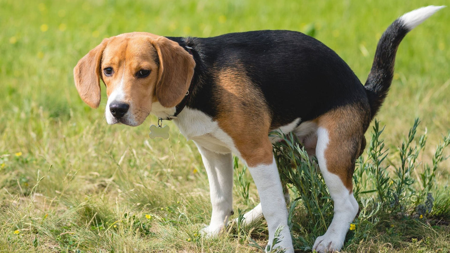 hundekot alpenwuff