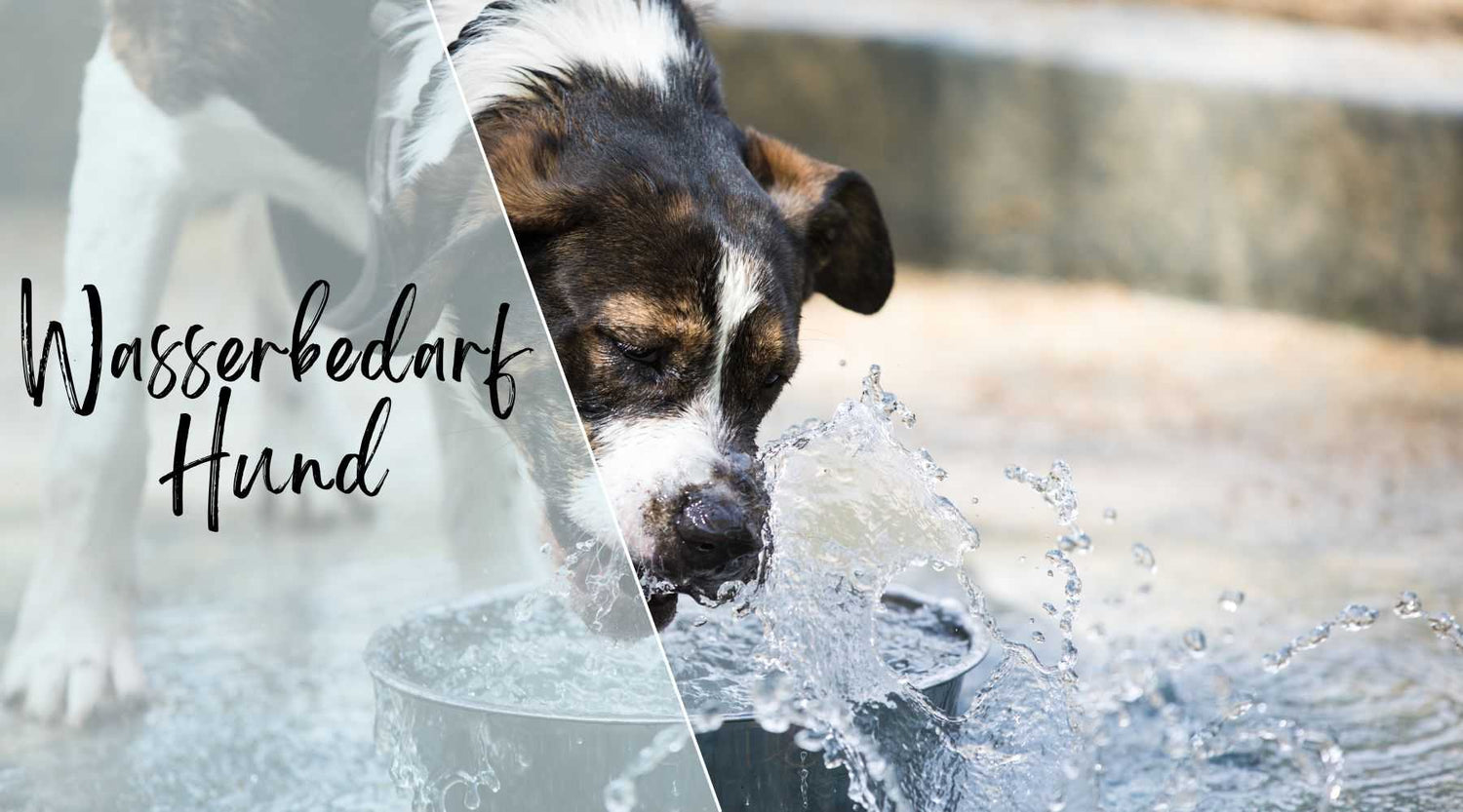 Wasserbedarf beim Hund Alpenwuff Ratgeber